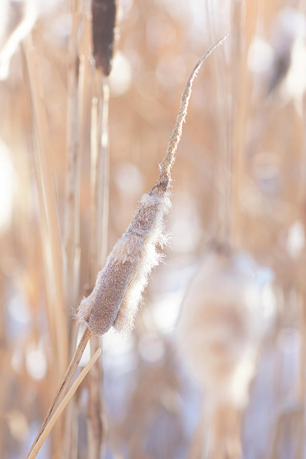Winter Photograph - Winter Cattails by Phil And Karen Rispin