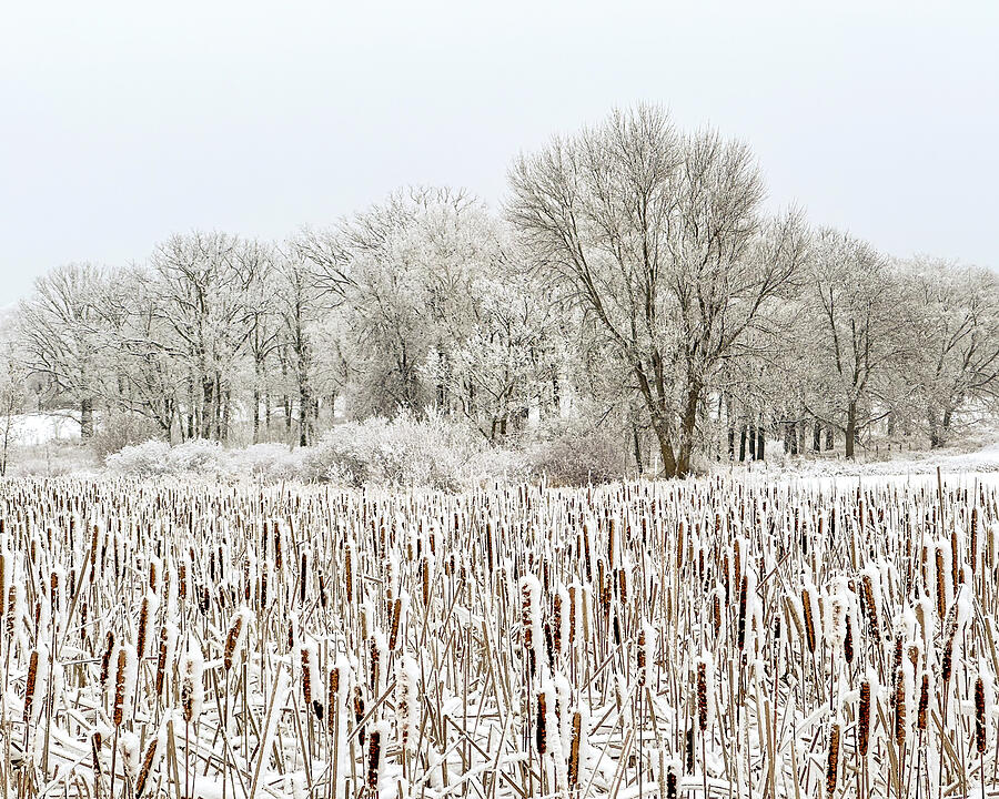 Winter Cattails Photograph by Patti Deters