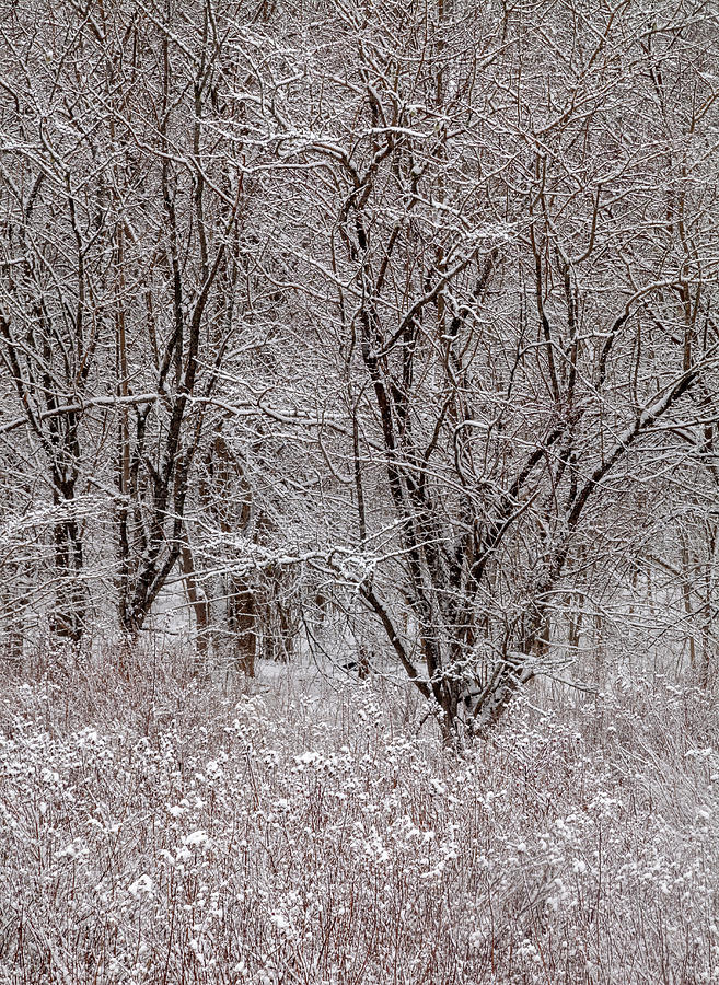 Winter Charcoal Photograph by Irwin Barrett