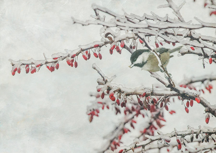 Winter Chickadee and Bayberry Photograph by Angie Vogel