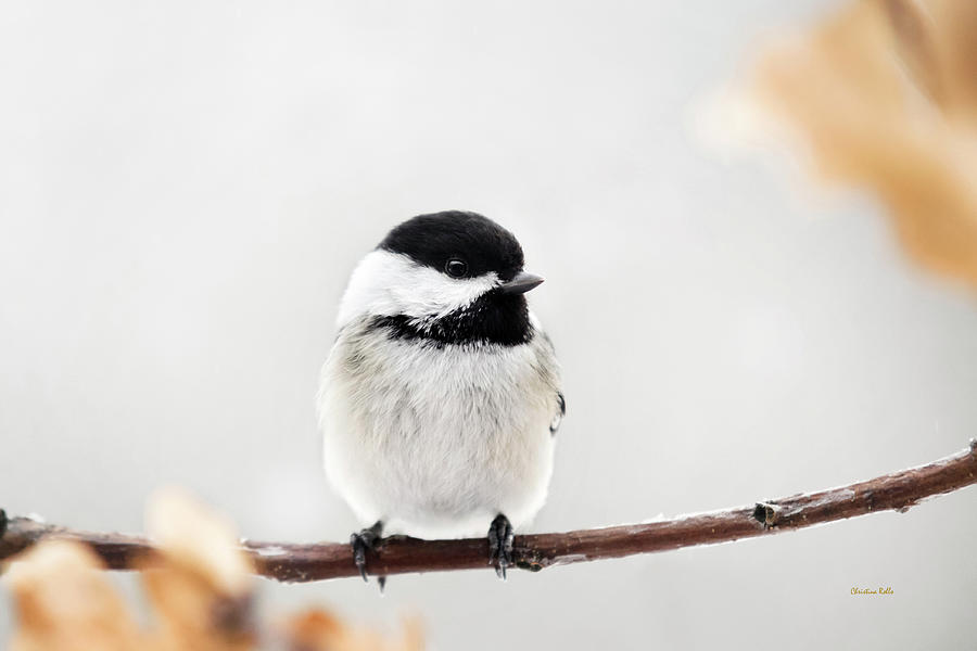 Winter Chickadee Bird Photograph by Christina Rollo