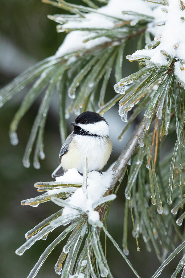 Winter Chickadee Photograph by Linda Arndt - Fine Art America