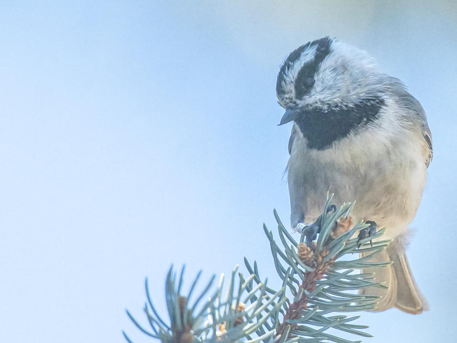 Chickadee Perched On Spruce  Photograph by Jim Wilce