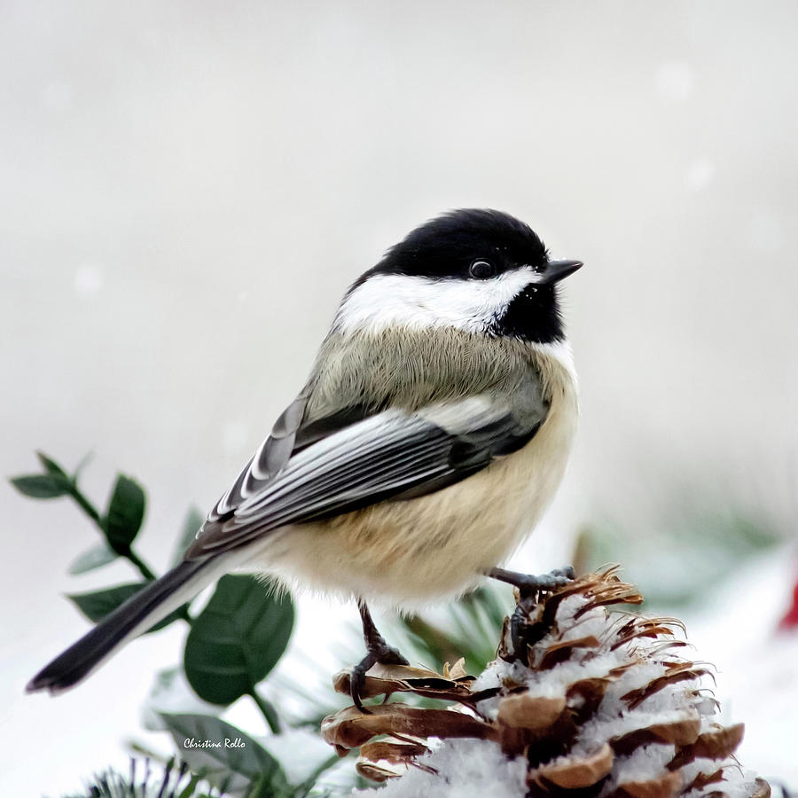 Winter Photograph - Winter Chickadee Square by Christina Rollo