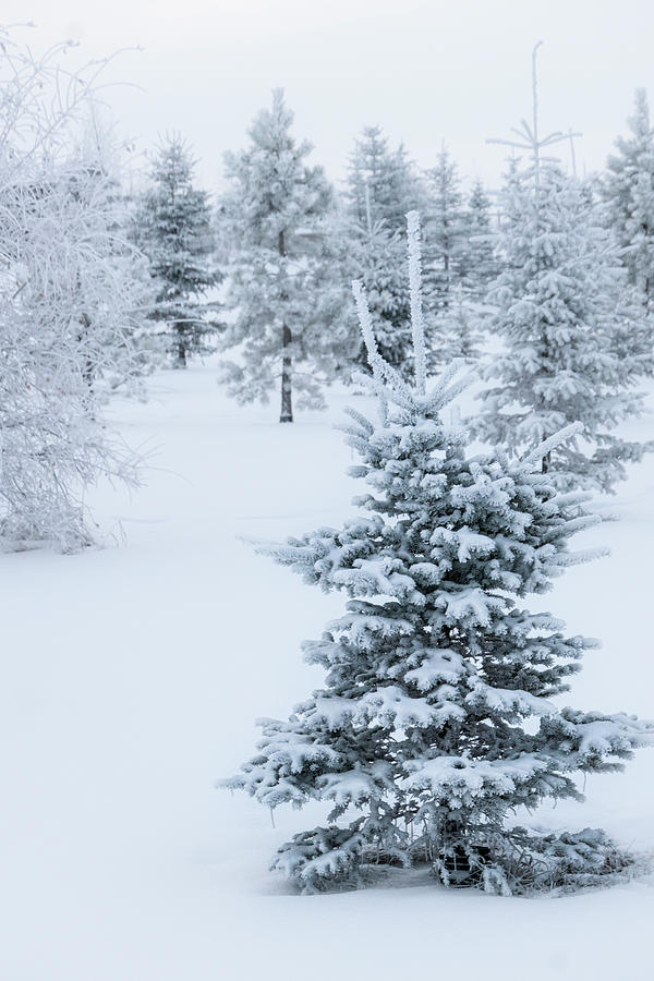 Winter Photograph - Winter Christmas trees by Phil And Karen Rispin