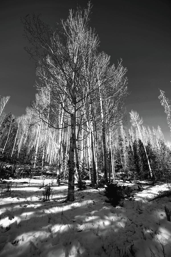 Winter Colorado trees 121121 bw Photograph by Cathy Anderson
