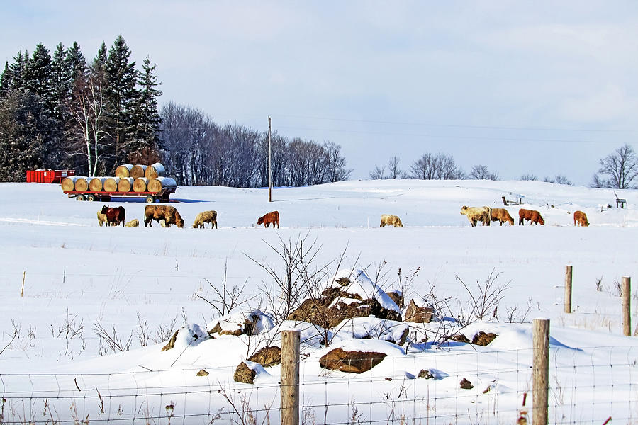 Winter Cows On The Farm Photograph
