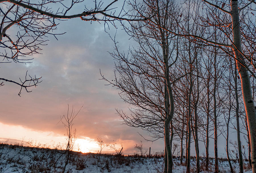Winter Photograph - Winter Dawn With Aspen Trees by Phil And Karen Rispin