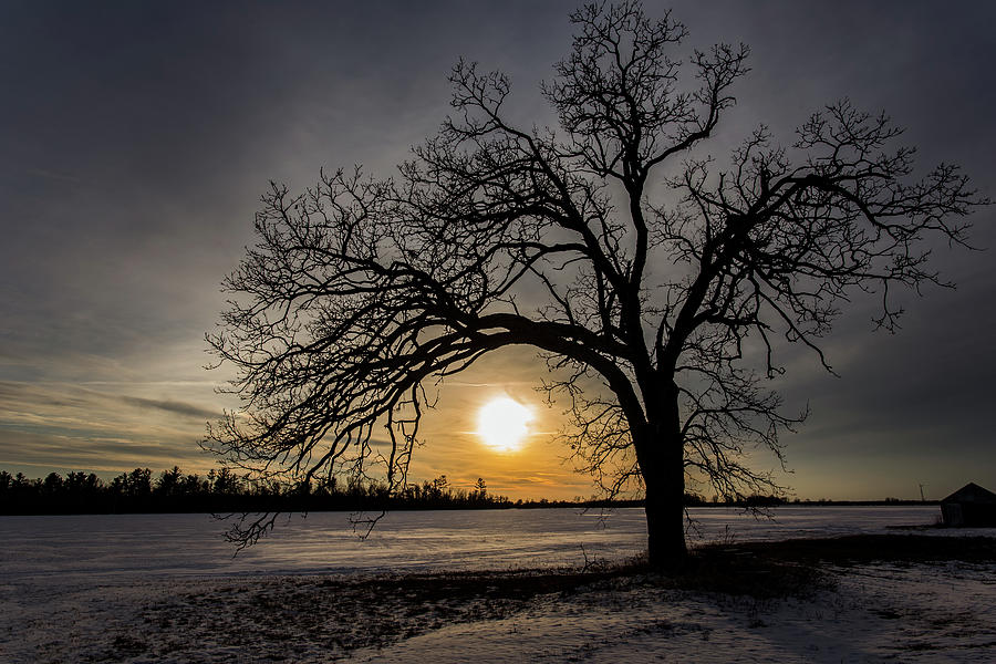 Sunset Photograph - Winter Day and a Withering Oak by Neal Nealis