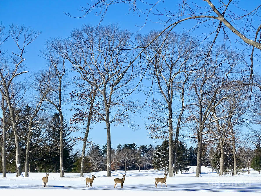 Winter Deer Photograph by Beth Myer Photography