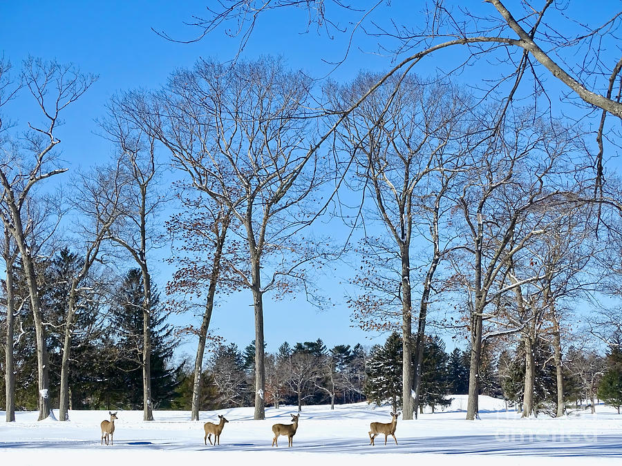Winter Deer Photograph by Beth Myer Photography Winter Deer Photograph by Beth Myer Photography