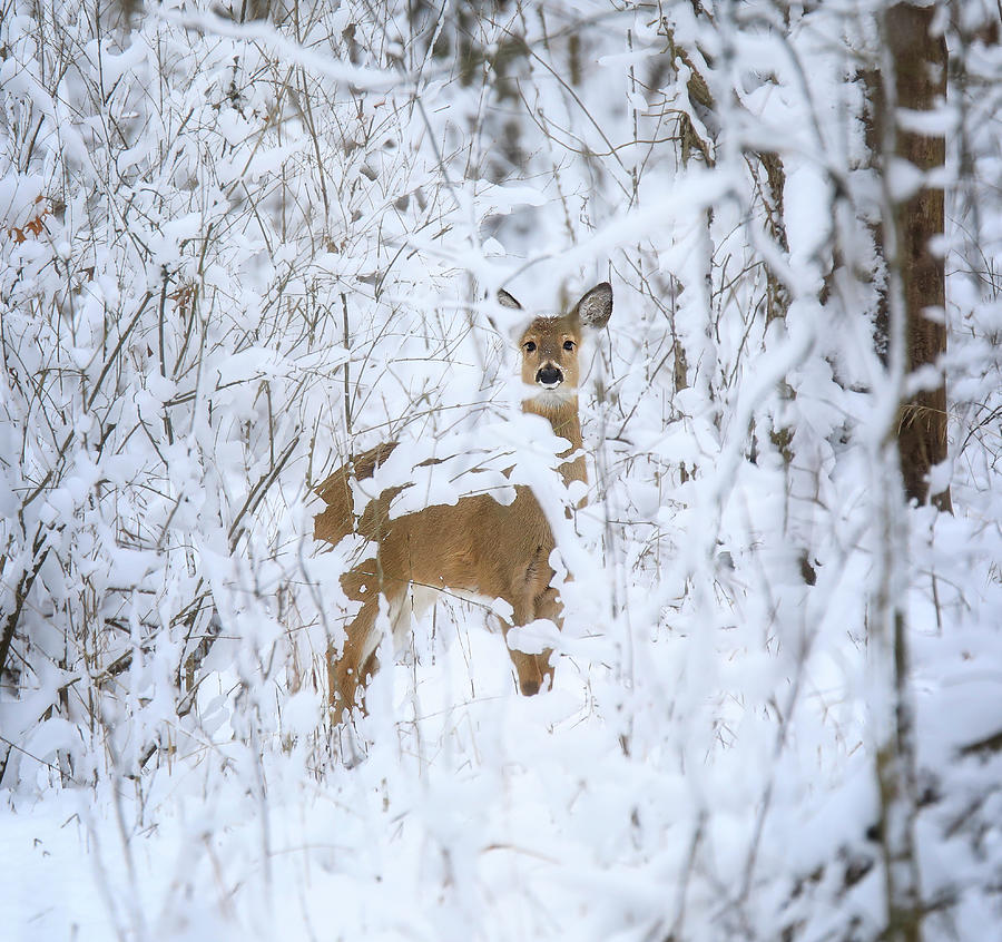 Tree Photograph - Winter Deer by Dan Sproul