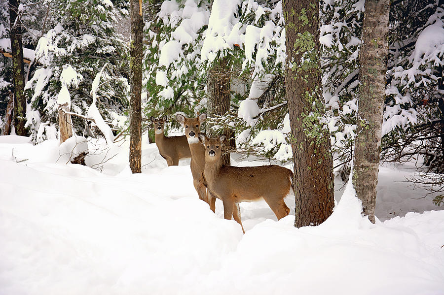 Winter Deer in the Woods Photograph by Gwen Gibson