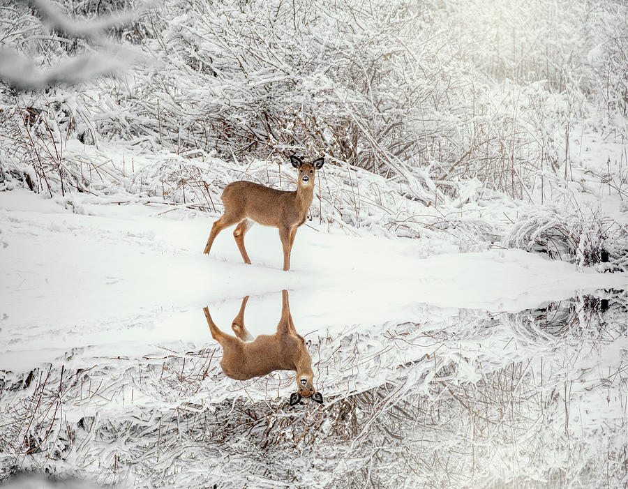 Winter Deer  Photograph by Martina Abreu