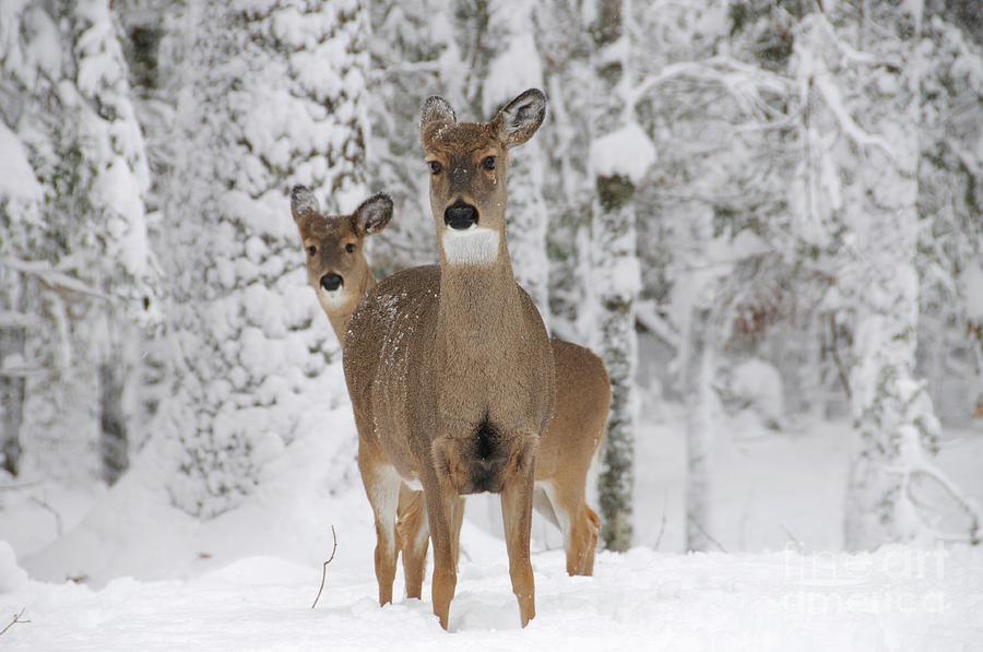 Winter Deer Photograph by Sandra Updyke