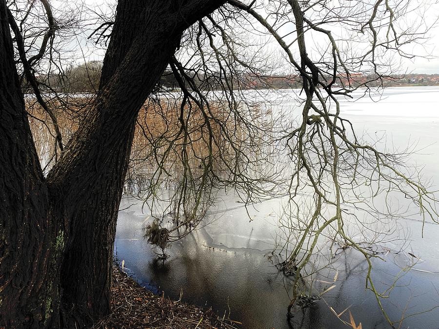 Tree Photograph - Winter Denmark  by Colette V Hera Guggenheim