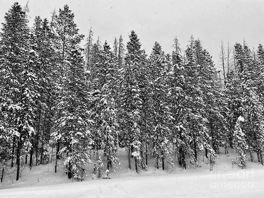 Winter Photograph by Dennis Richardson