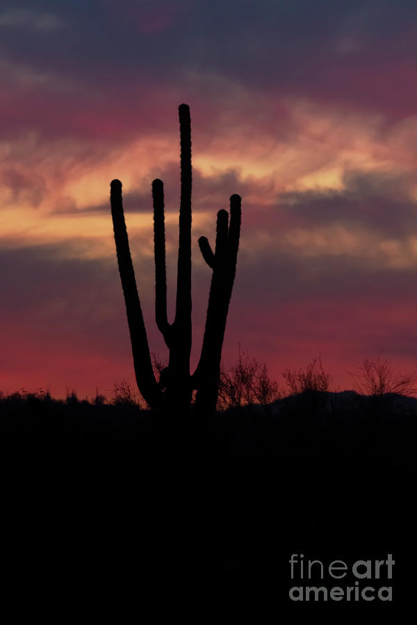 Winter desert sunset Photograph by Ruth Jolly