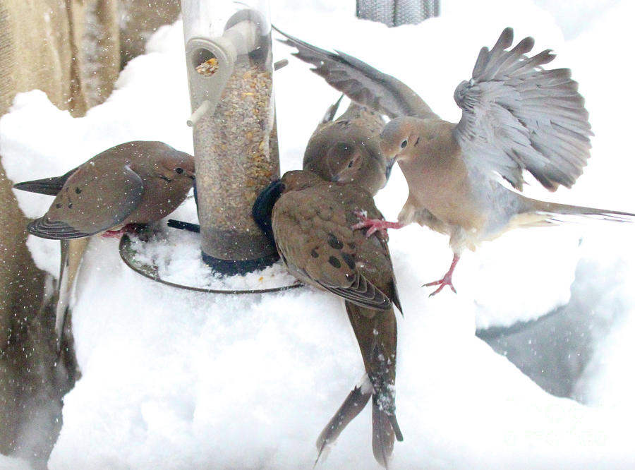 Birds Photograph - Winter dining Two by Patricia Youngquist