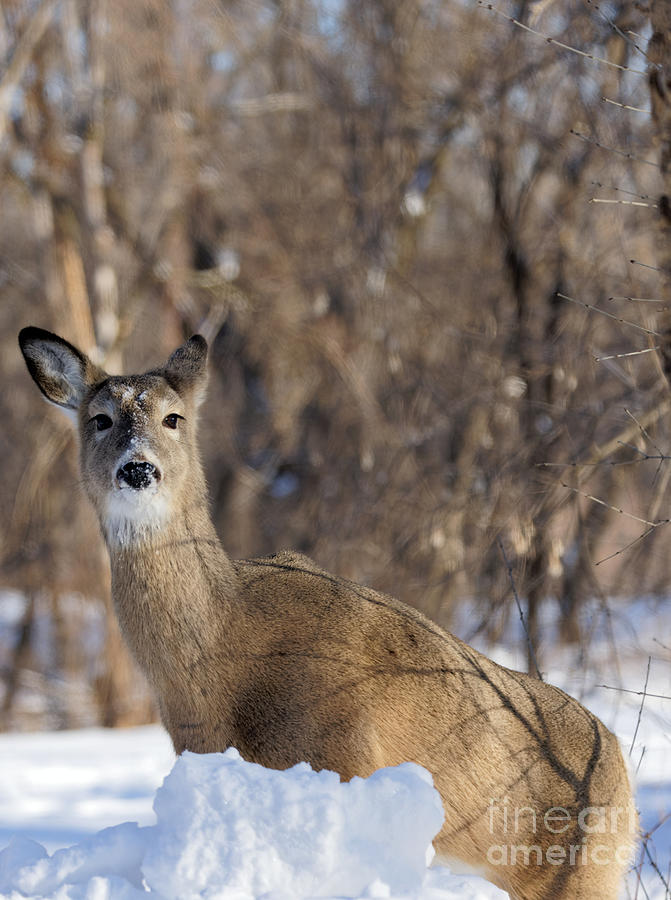 Winter Doe 2 Photograph by Natural Focal Point Photography