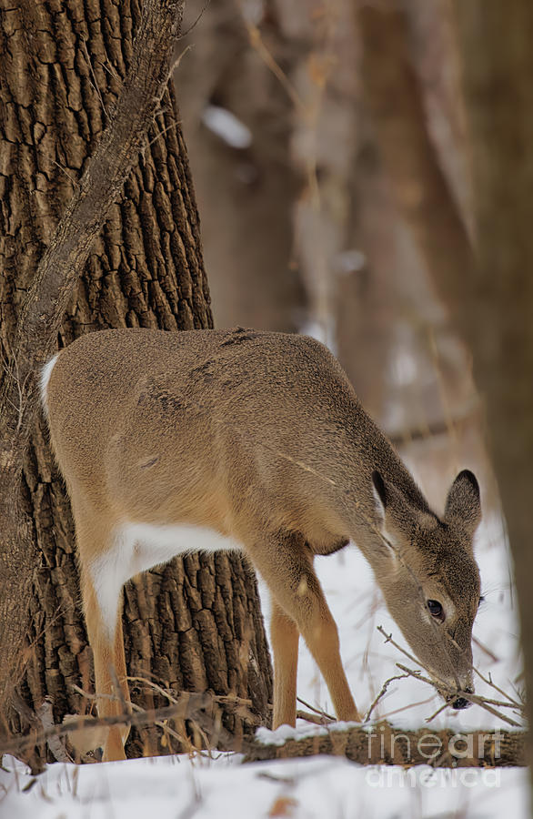 Winter Doe Photograph by Natural Focal Point Photography