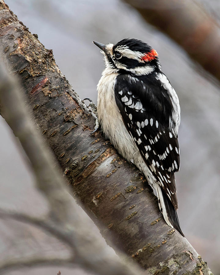 Winter Downy Woodpecker 2020 Photograph by Lara Ellis