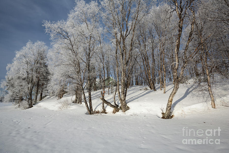 Winter Dream Photograph by Eva Lechner
