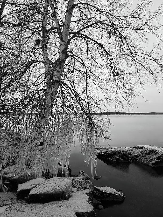 Winter dressed the birch bw Photograph by Jouko Lehto