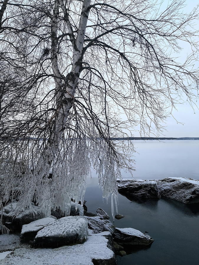 Winter dressed the birch Photograph by Jouko Lehto