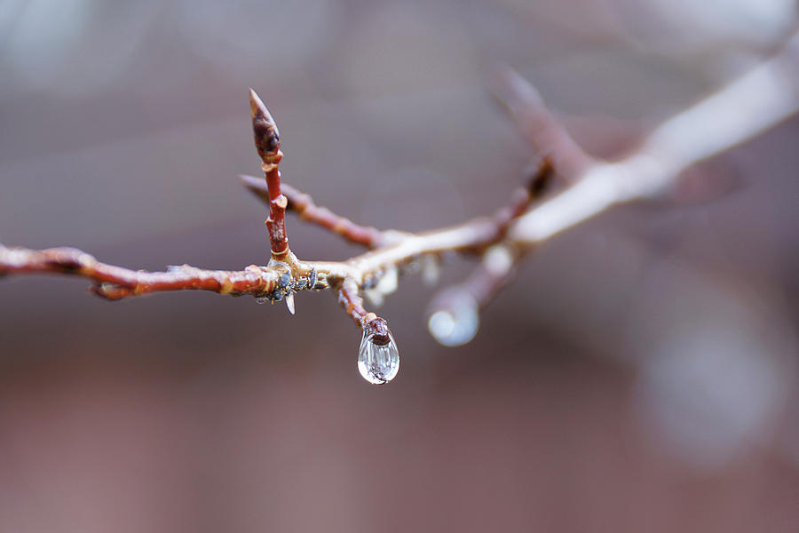 Winter Droplets Photograph by Sean Henderson