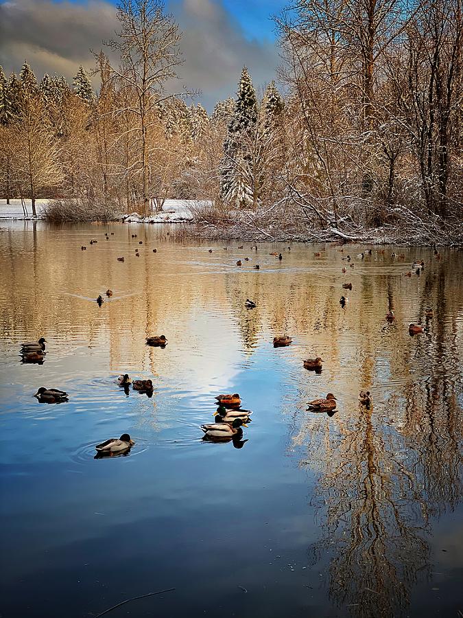 Winter Duck Pond Photograph by Jerry Abbott