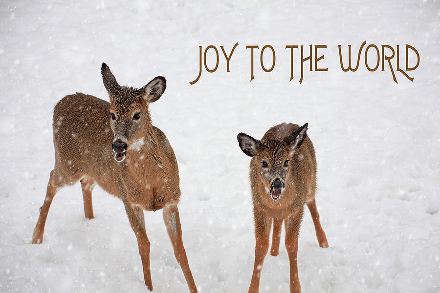 Deer Photograph - Winter Duo Joy To The World by Karol Livote