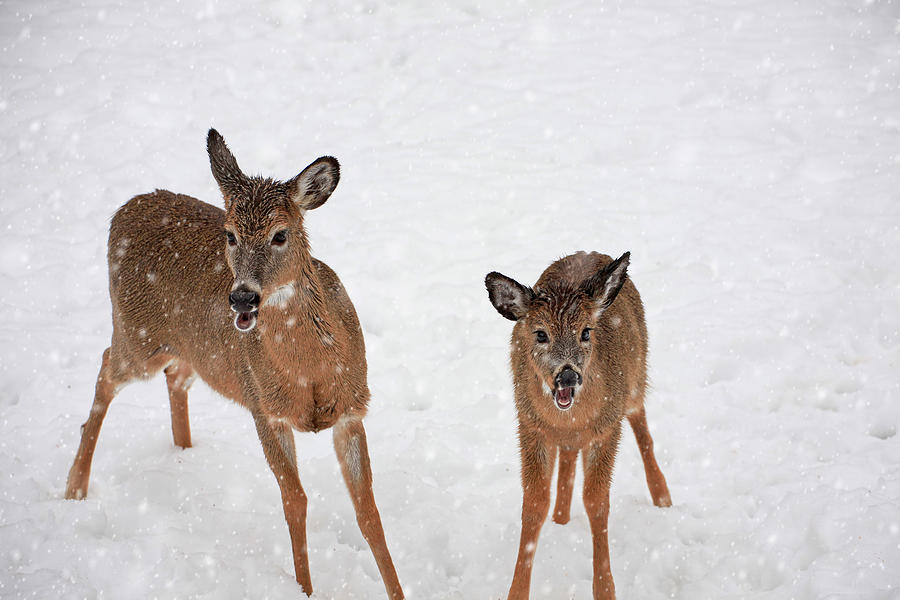 Deer Photograph - Winter Duo by Karol Livote