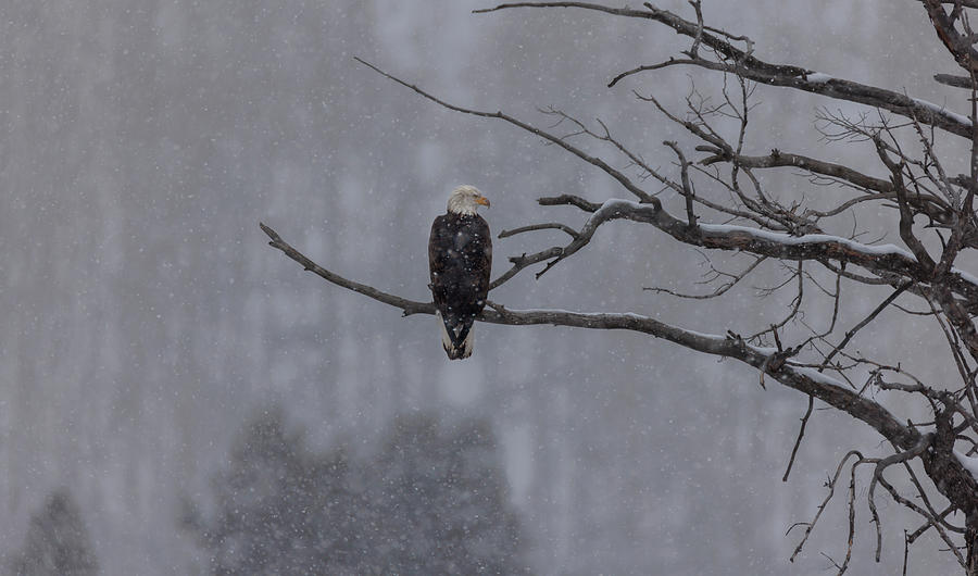 Winter Eagle Photograph by Alice Schlesier