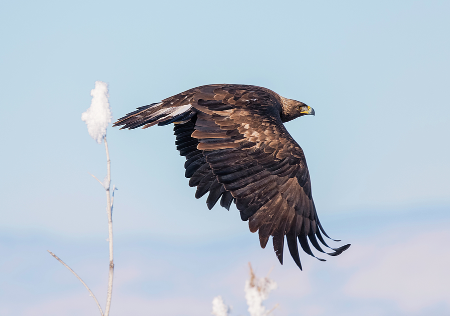 Winter Eagle Photograph by Loree Johnson