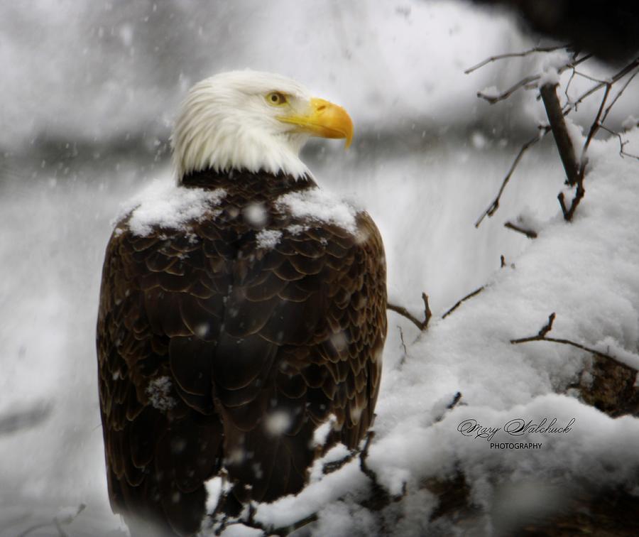 Winter Eagle Photograph by Mary Walchuck