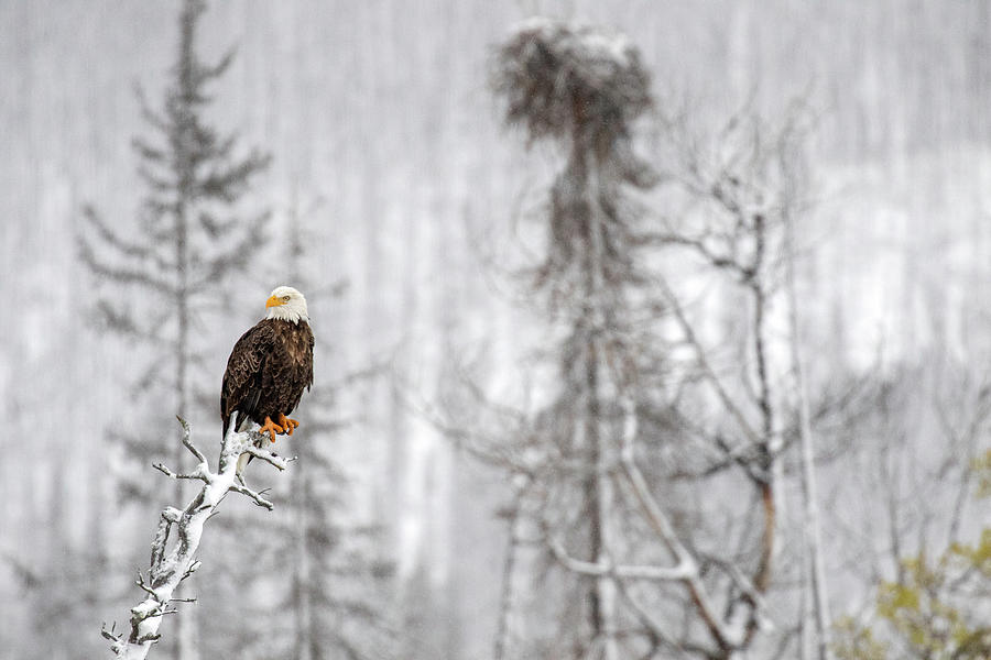 Winter Eagle Photograph by Shari Sommerfeld