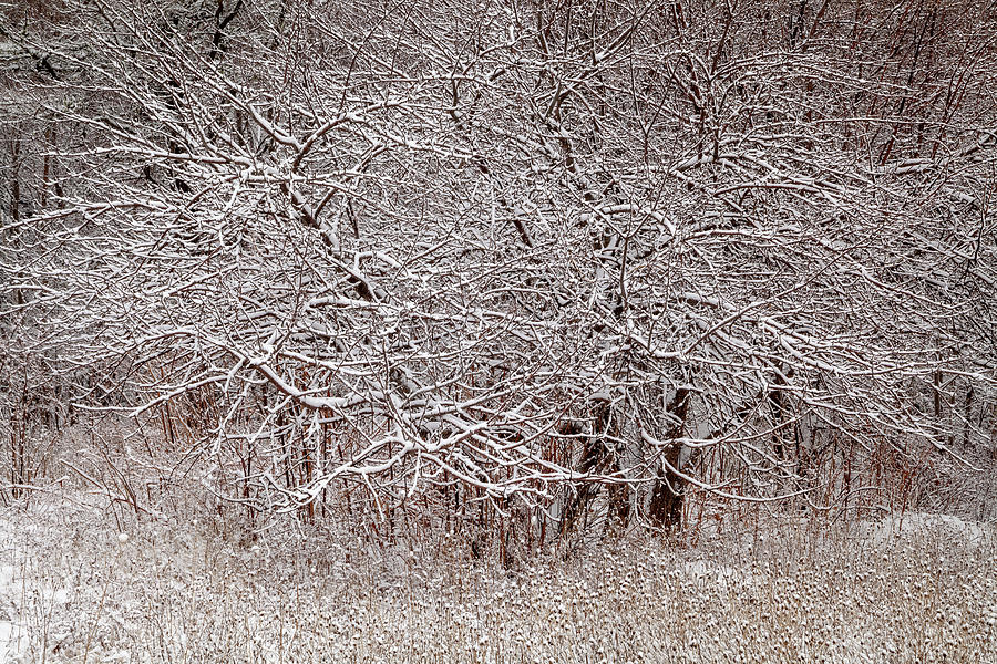 Winter Etchings Photograph by Irwin Barrett
