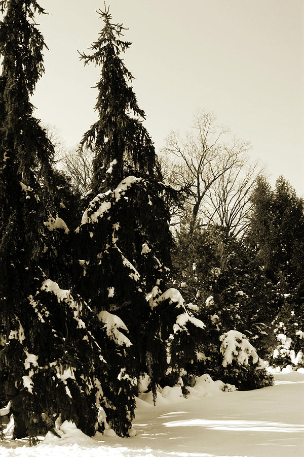 Winter Evergreens Photograph by Carolyn Stagger Cokley