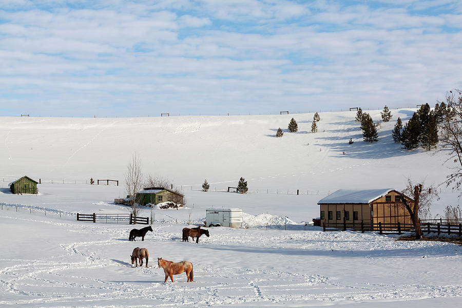 Winter Farm Washington Photograph by Tatiana Travelways