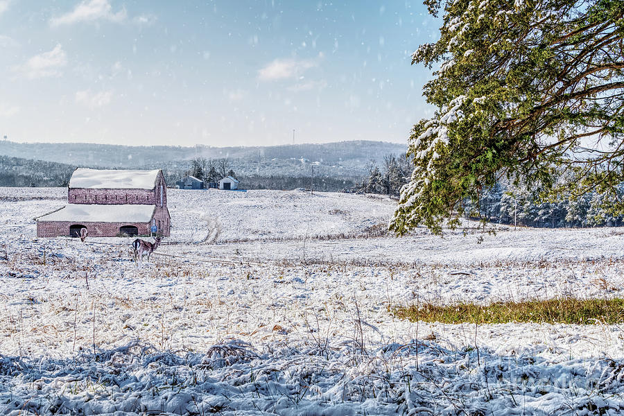 Winter Farm With Elk Photograph by Jennifer White