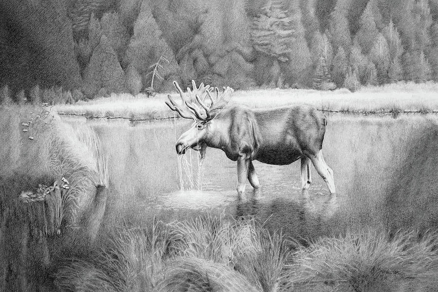 Moose Drawing - Winter Feed on Isle Royal by Lisa Molitor