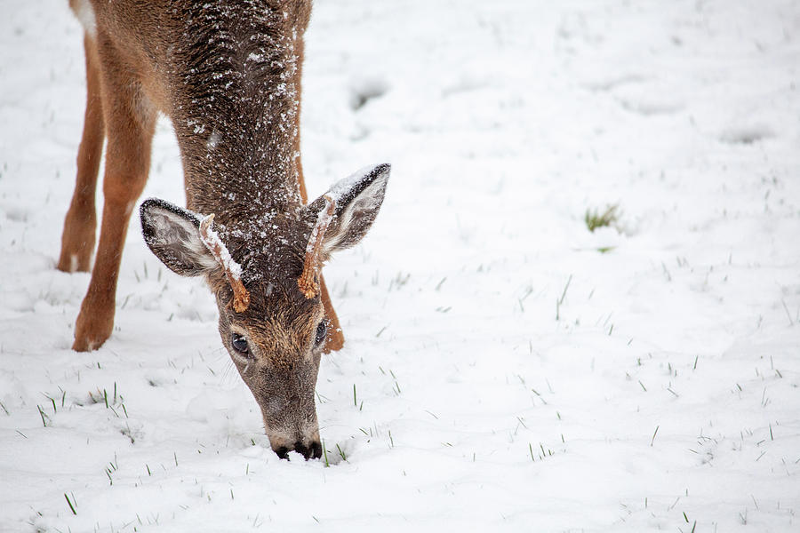 Winter Photograph - Winter Feeding by Karol Livote