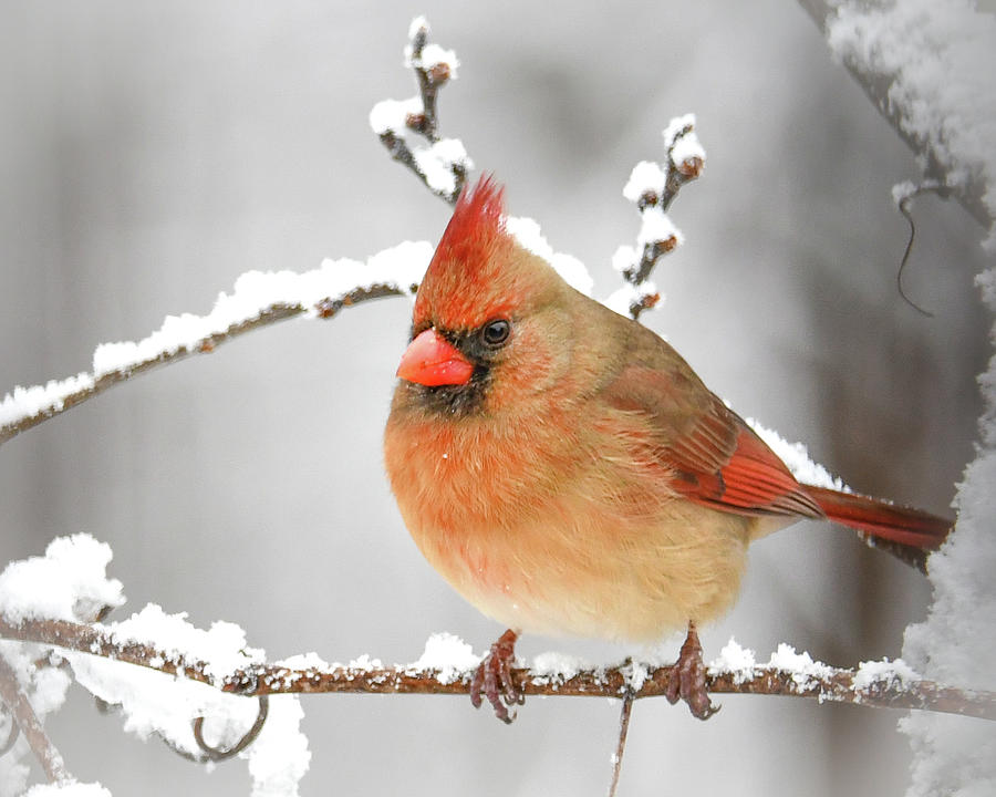 Winter Female Cardinal Photograph by Michelle Wittensoldner