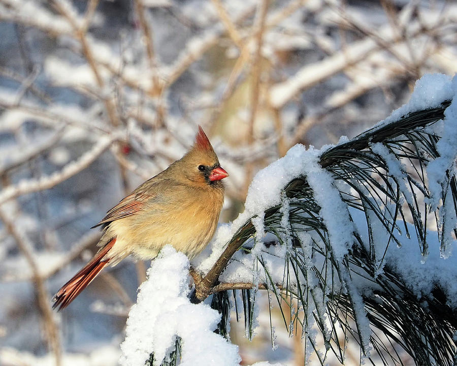 Winter Female Cardinal Photograph by Scott Olsen