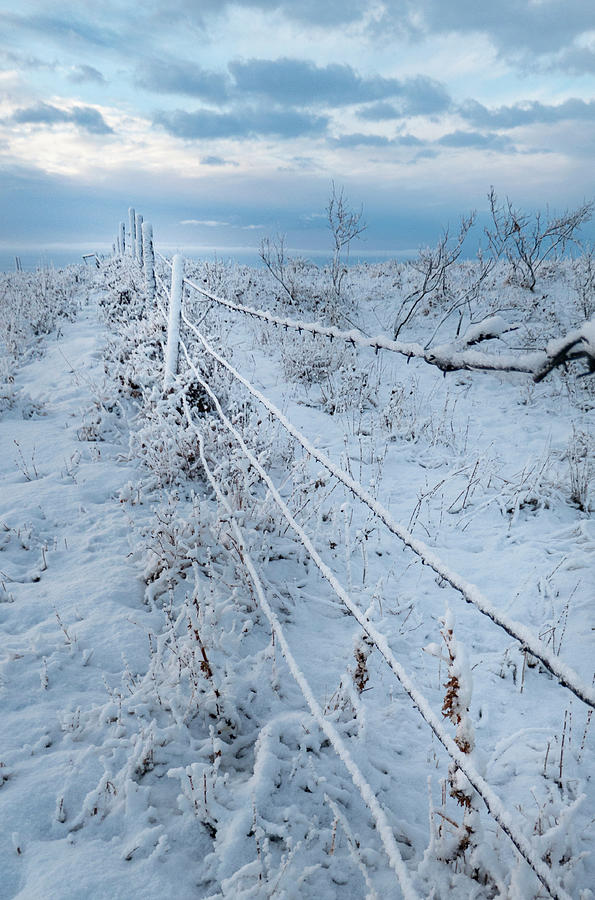 Winter Photograph - winter fence in Alberta Canada by Phil And Karen Rispin