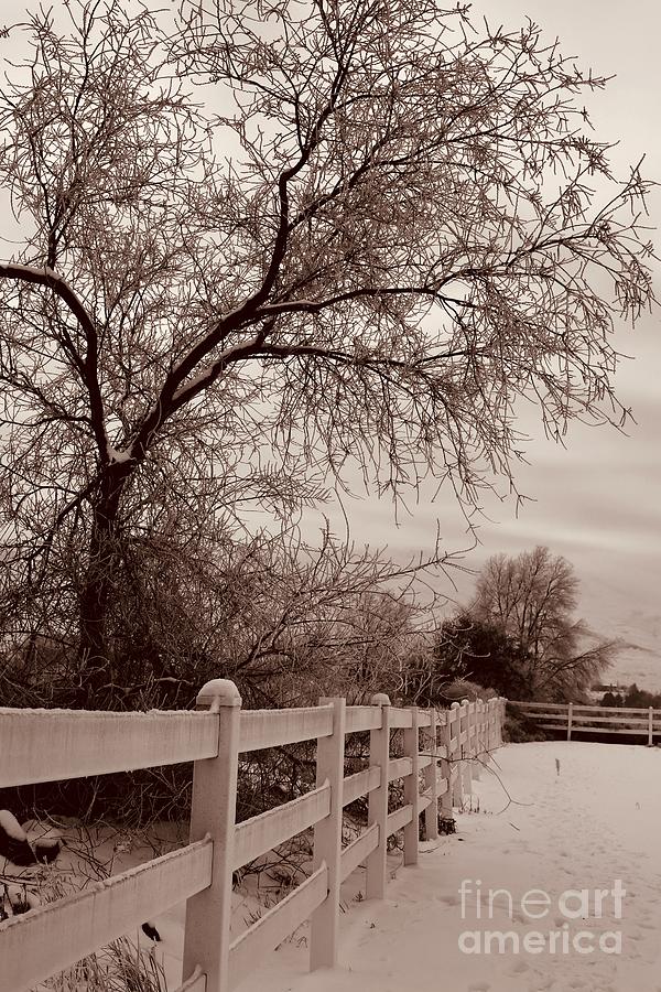 Winter Fence in Sepia Photograph by Carol Groenen