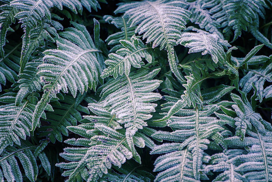 Winter Ferns Photograph by Naomi Maya