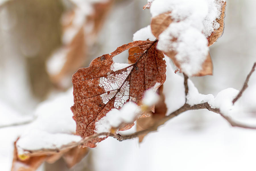 Winter Filigree Photograph by Carol Senske