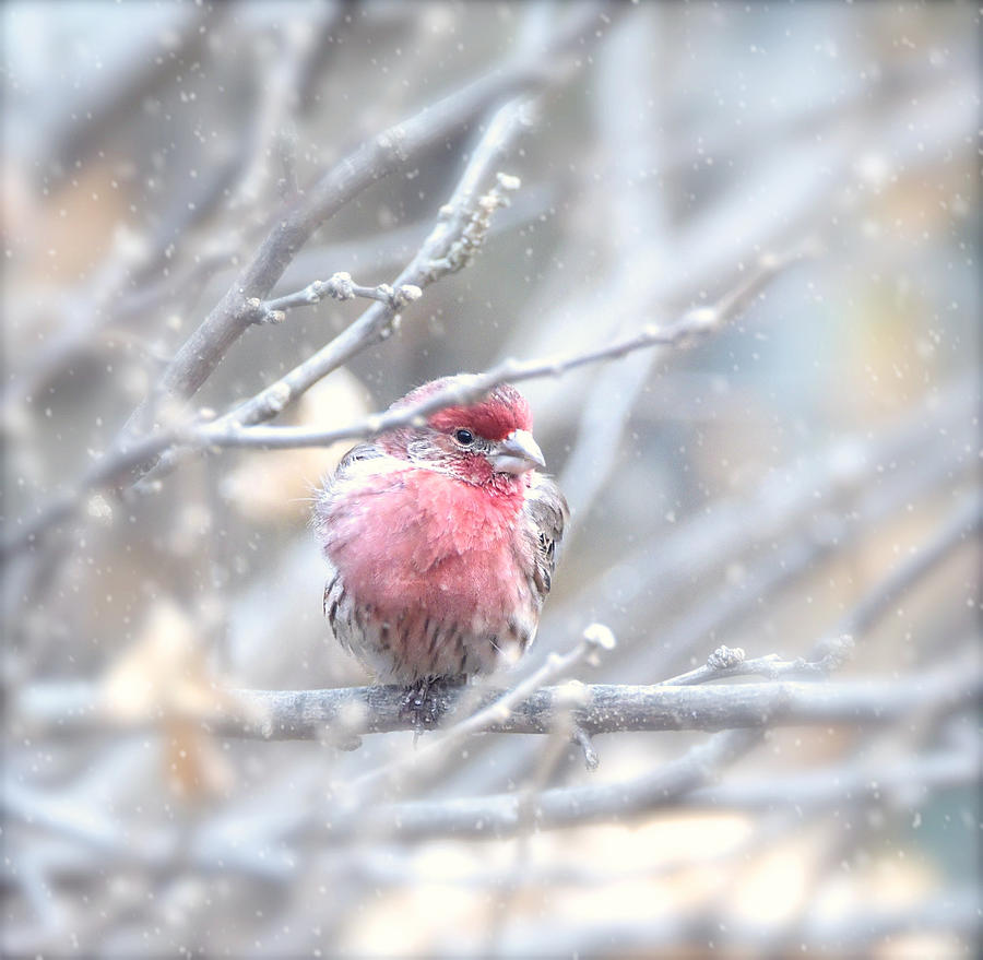 Winter Finch Photograph by Kay Jantzi